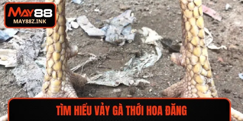 Tìm hiểu vảy gà thới hoa đăng